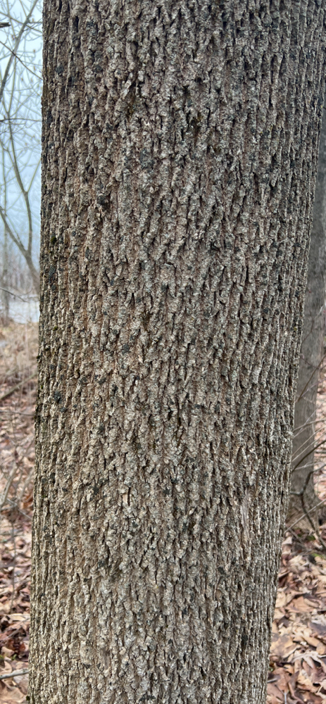 Tree Asrock TreeSnap