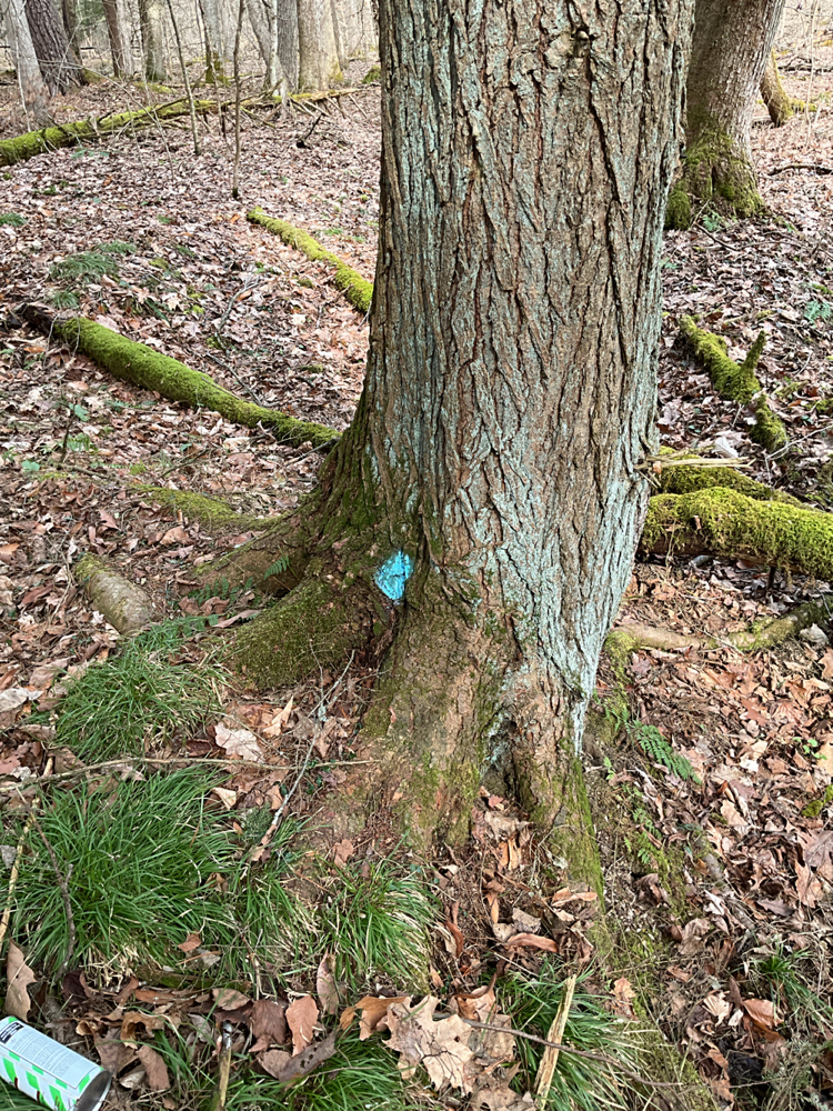 TreeSnap