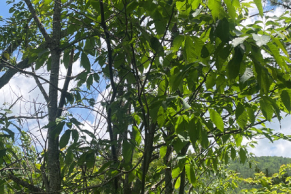 TreeSnap