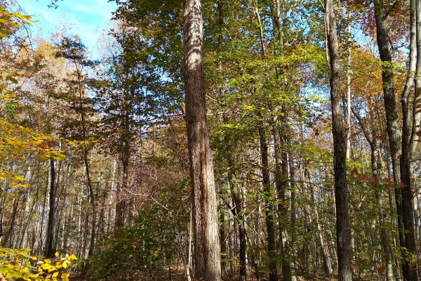 TreeSnap