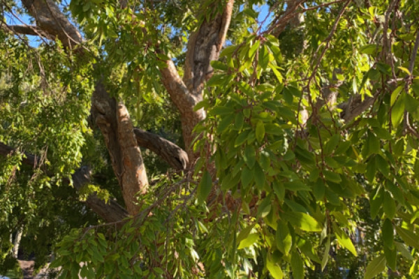 TreeSnap