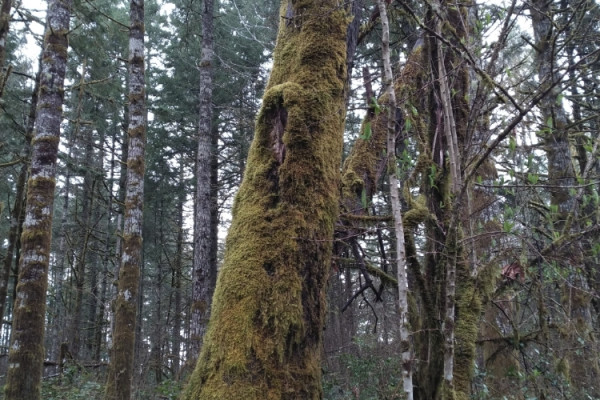 TreeSnap