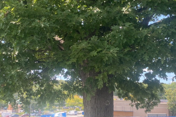 TreeSnap