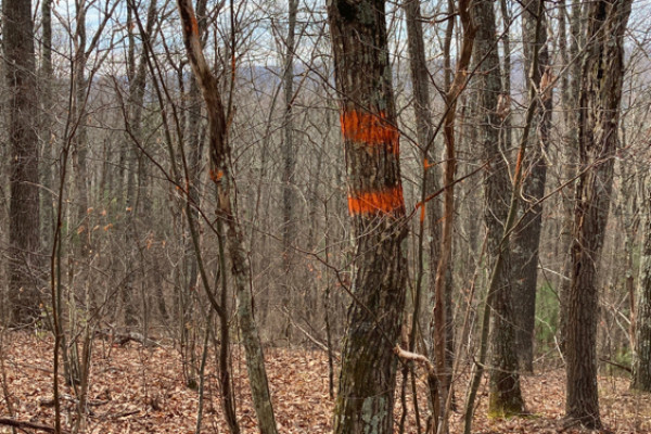 TreeSnap