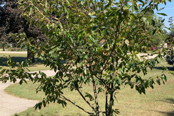TreeSnap