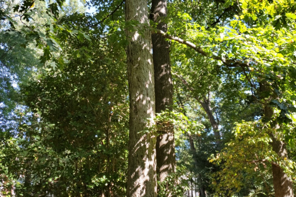 TreeSnap