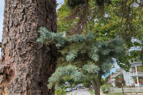 TreeSnap