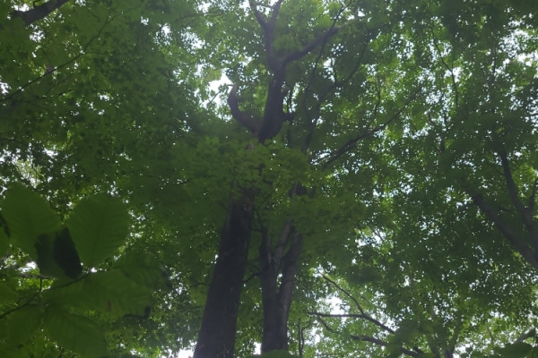 TreeSnap