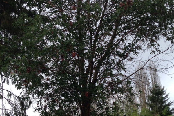 TreeSnap