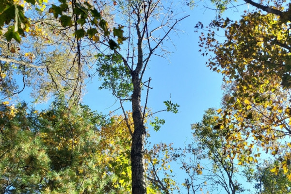 TreeSnap