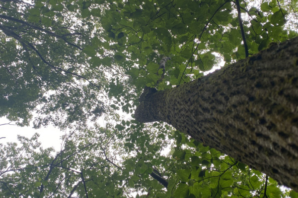 TreeSnap