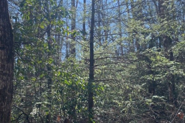 TreeSnap