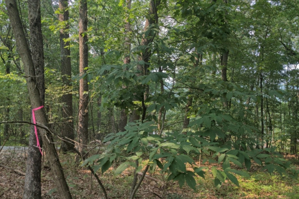 TreeSnap