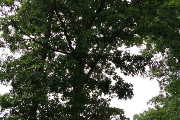 TreeSnap