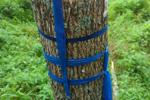 TreeSnap