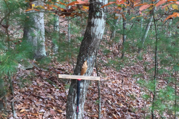 TreeSnap