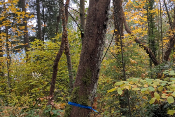 TreeSnap