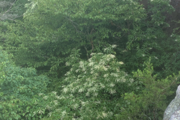 TreeSnap