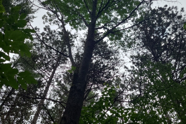 TreeSnap