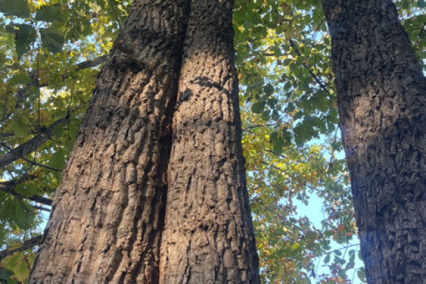 TreeSnap