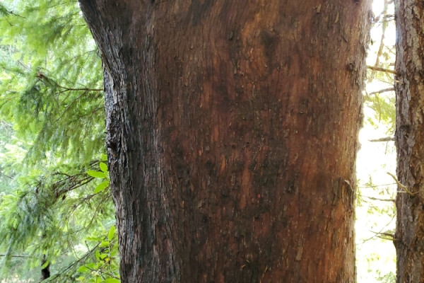 TreeSnap
