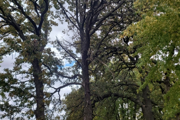 TreeSnap