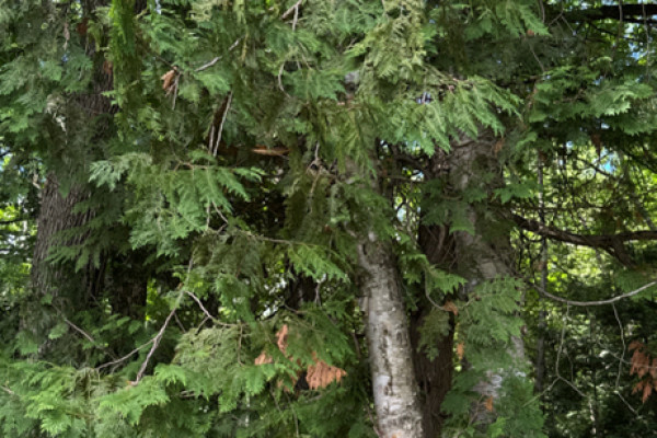 TreeSnap
