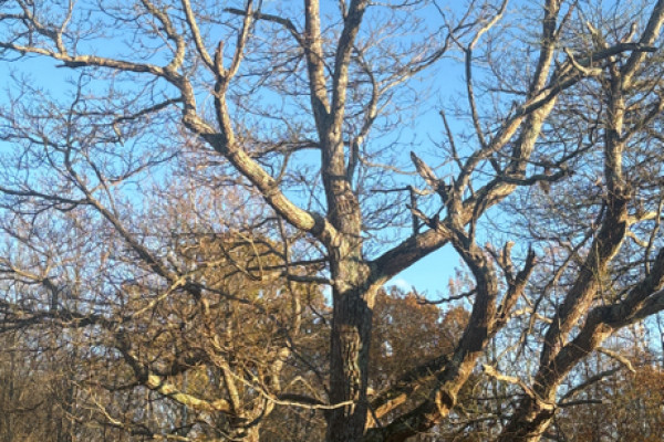 TreeSnap