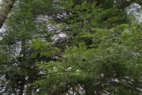 TreeSnap