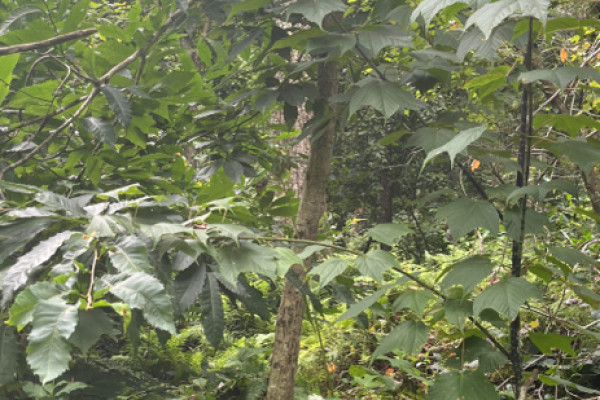 TreeSnap