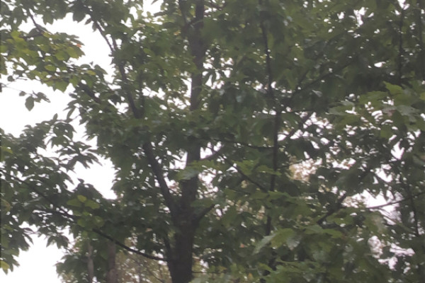 TreeSnap