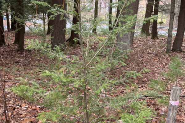TreeSnap