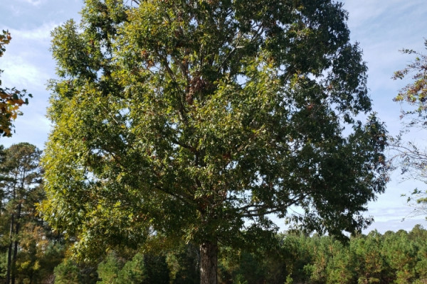 TreeSnap