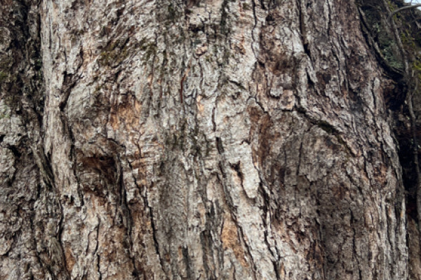 TreeSnap