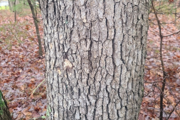 TreeSnap