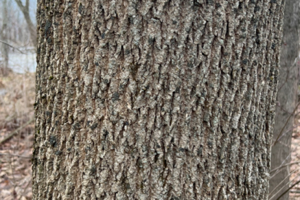 TreeSnap