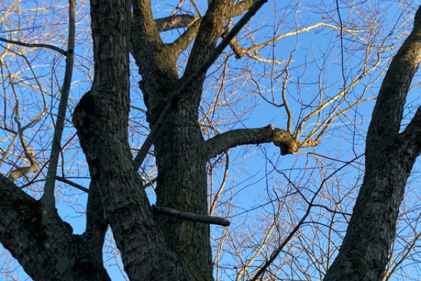 TreeSnap
