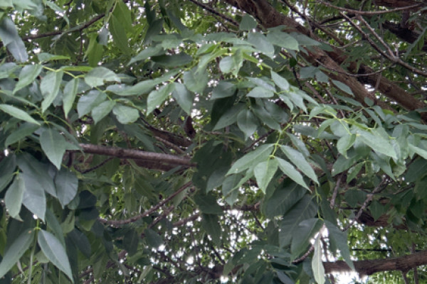 TreeSnap