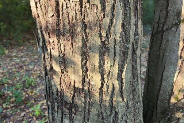 TreeSnap
