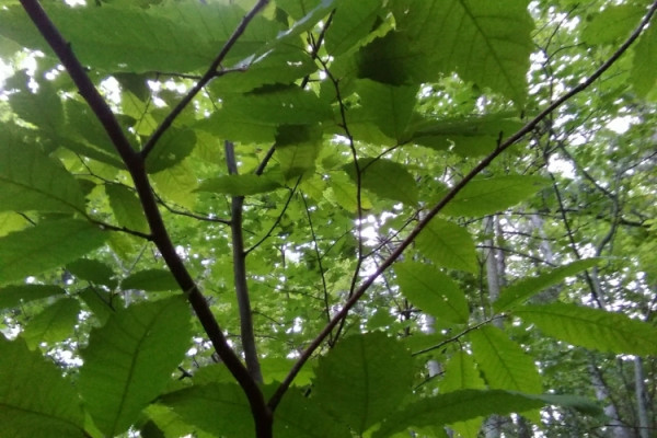TreeSnap