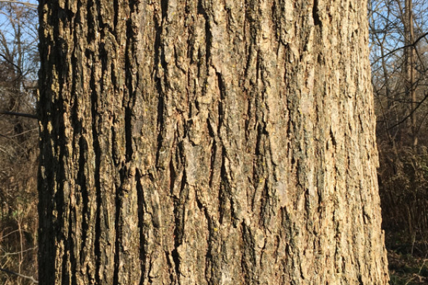 TreeSnap