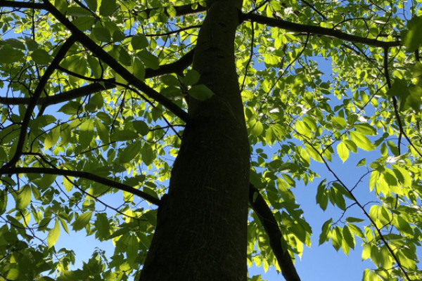 TreeSnap