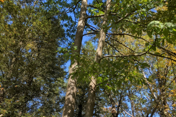 TreeSnap