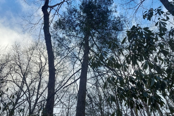 TreeSnap