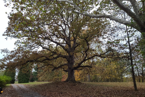 TreeSnap