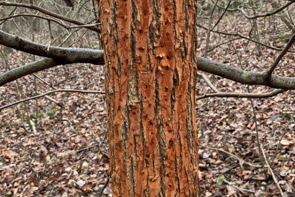 TreeSnap