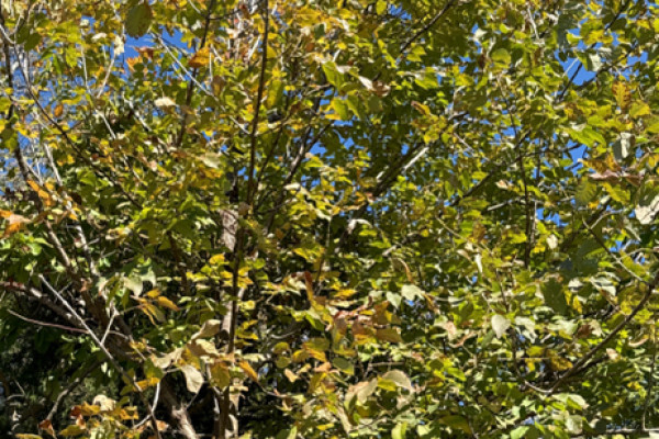 TreeSnap