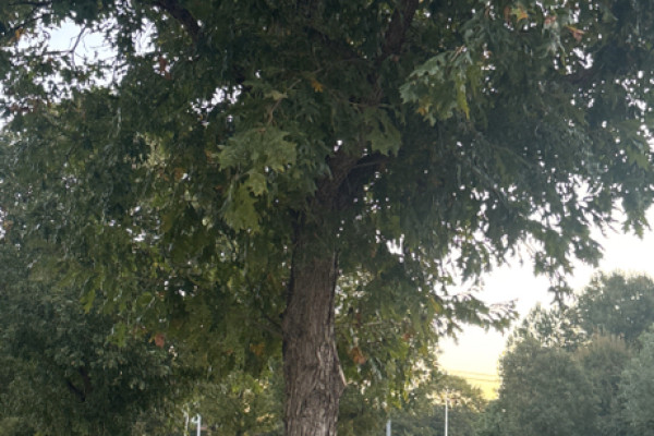 TreeSnap