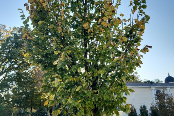 TreeSnap