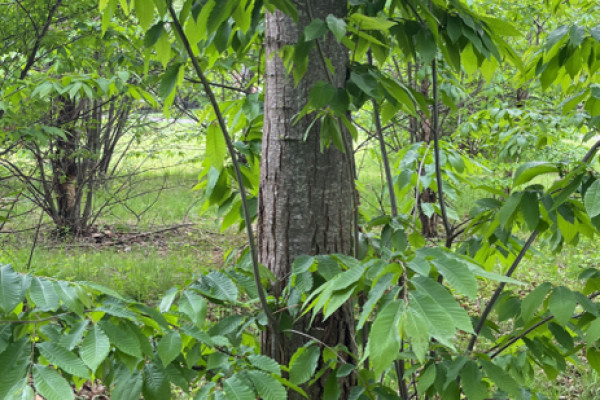 TreeSnap